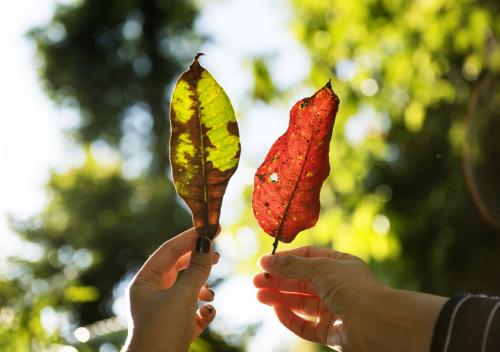 leaf